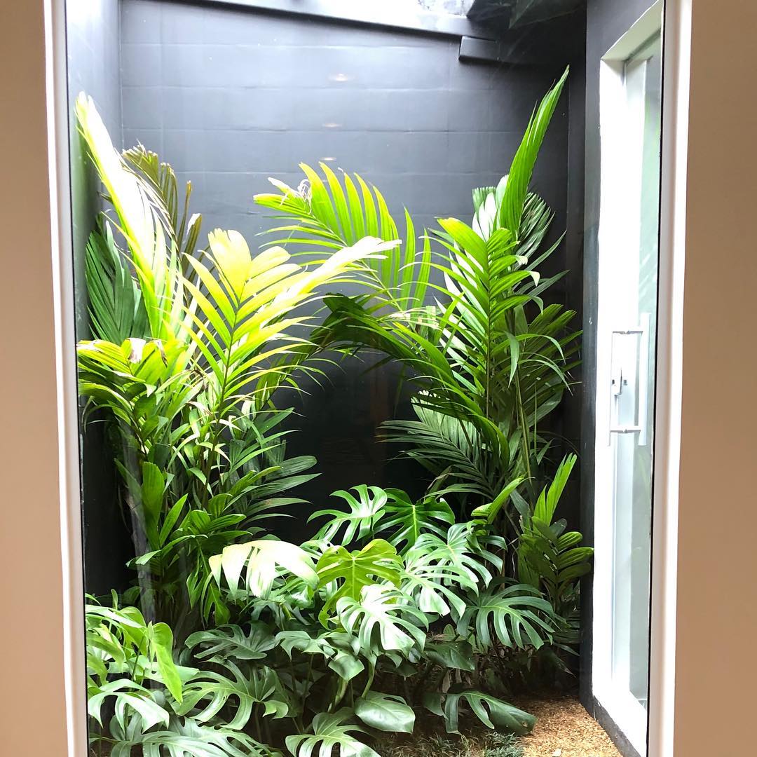 Jardim de inverno tropical com palmeiras e costela-de-adão
