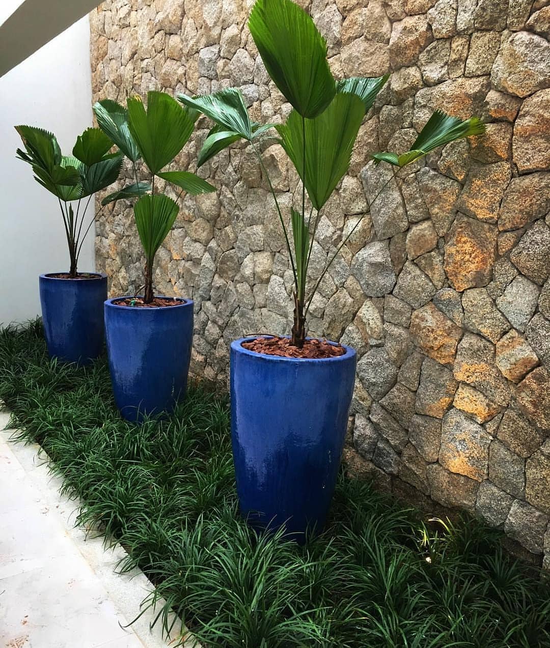 Vasos azuis com palmeiras junto a muro de pedras