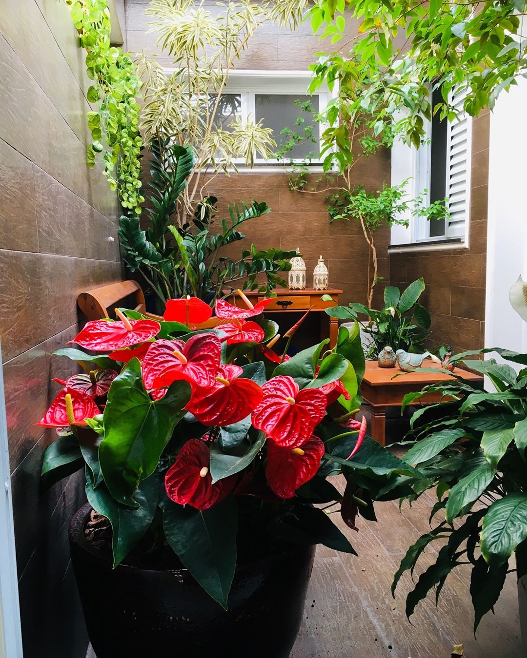 Jardim interno com antúrios vermelhos e folhagens